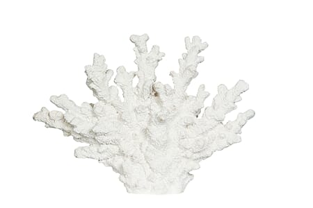 Korall hvit maritim 26cm