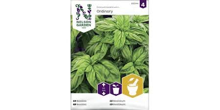 Frø basilikum glattbladet grønn