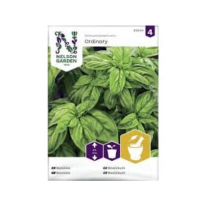 Frø basilikum glattbladet grønn