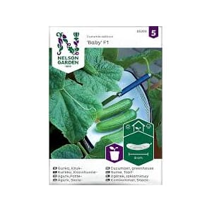 Frø agurk potte baby