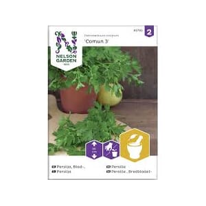 Frø persille glattbladet comun 3