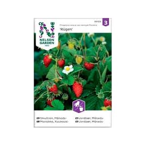 Frø jordbær måneds rugen