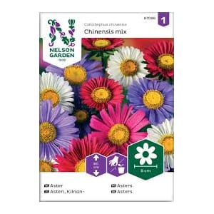 Frø asters enkeltblomstrende