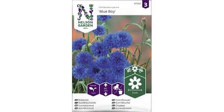 Frø kornblomst blue boy blå