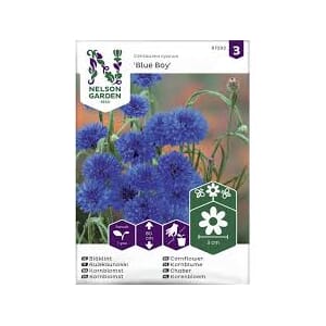 Frø kornblomst blue boy blå