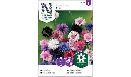 Frø kornblomst blanda farger høy