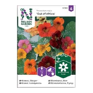 Frø blomkarse out of afrika