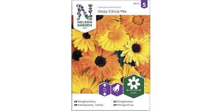 Frø ringblomst daisy citrus mix