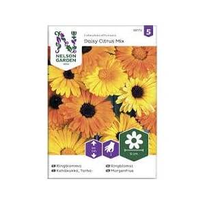 Frø ringblomst daisy citrus mix