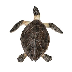 A Skilpadde 30cm tortoise nature