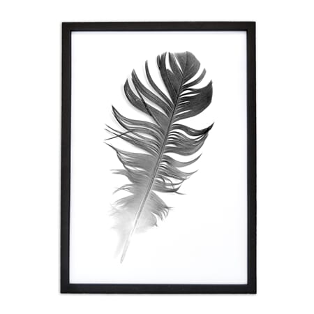 Bilde med sort fjær A3