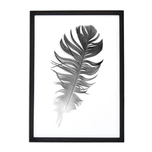 Bilde med sort fjær A3