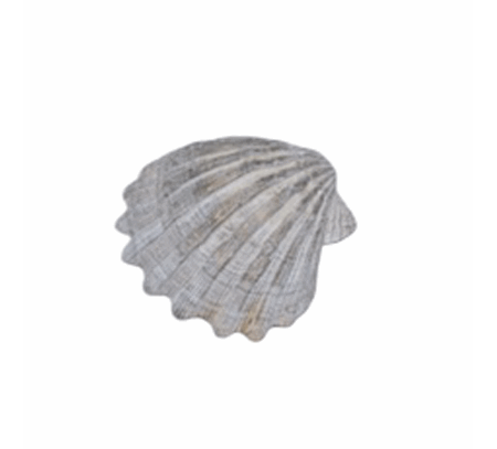 Figur musling antikk hvit 2x10x9cm 2015033 maritim